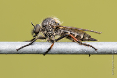 Leptarthrus brevirostris