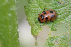 Gonioctena viminalis