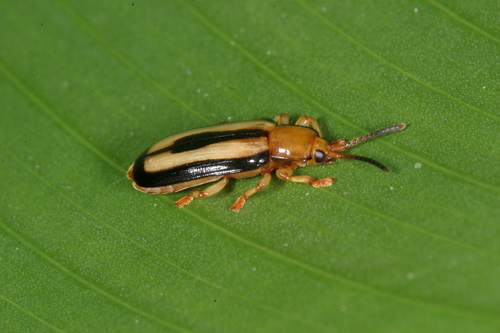 Cephaloleia championi · iNaturalist
