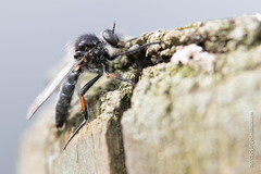 Leptarthrus brevirostris