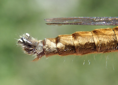 Machimus chrysitis