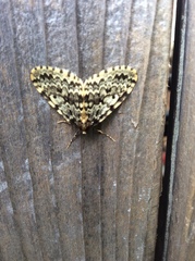 Malacodea pulchraria