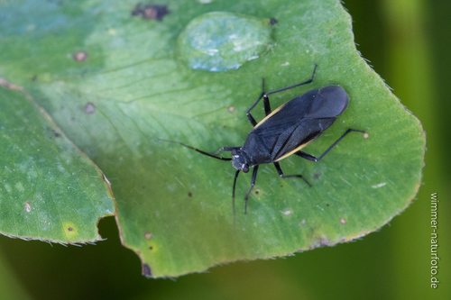 Gotiškoji Žolblakė nuotrauka