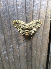 Malacodea pulchraria