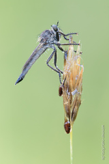 Machimus arthriticus