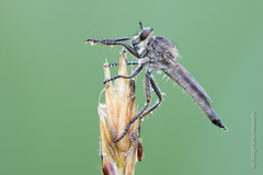 Machimus arthriticus