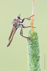 Machimus arthriticus