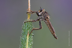 Machimus arthriticus