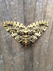 Malacodea pulchraria