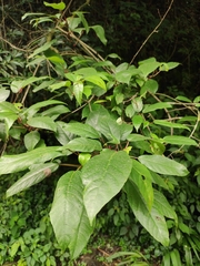 Ficus heteromorpha
