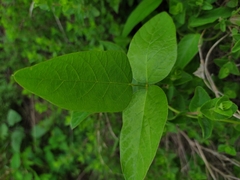 Magnoliopsida