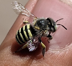 Anthidium rodecki
