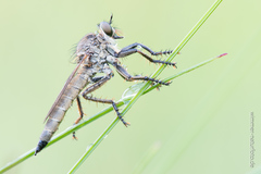 Machimus arthriticus