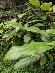 Ficus heteromorpha