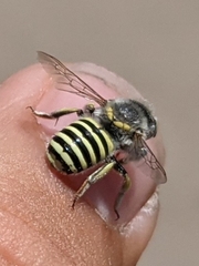Anthidium rodecki