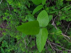 Magnoliopsida