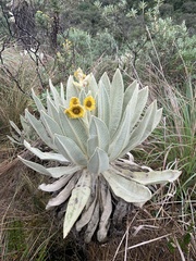 Espeletia pycnophylla