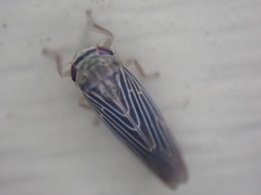 Chlorotettix necopinus