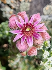 Sempervivum pumilum
