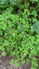 Geranium robertianum