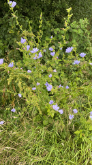 Cichorium intybus