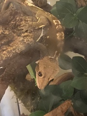 Correlophus