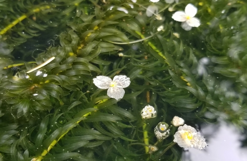 Brazilian elodea (Elodea densa)