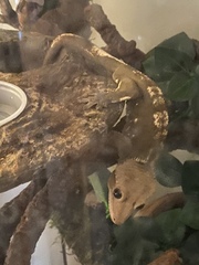 Correlophus