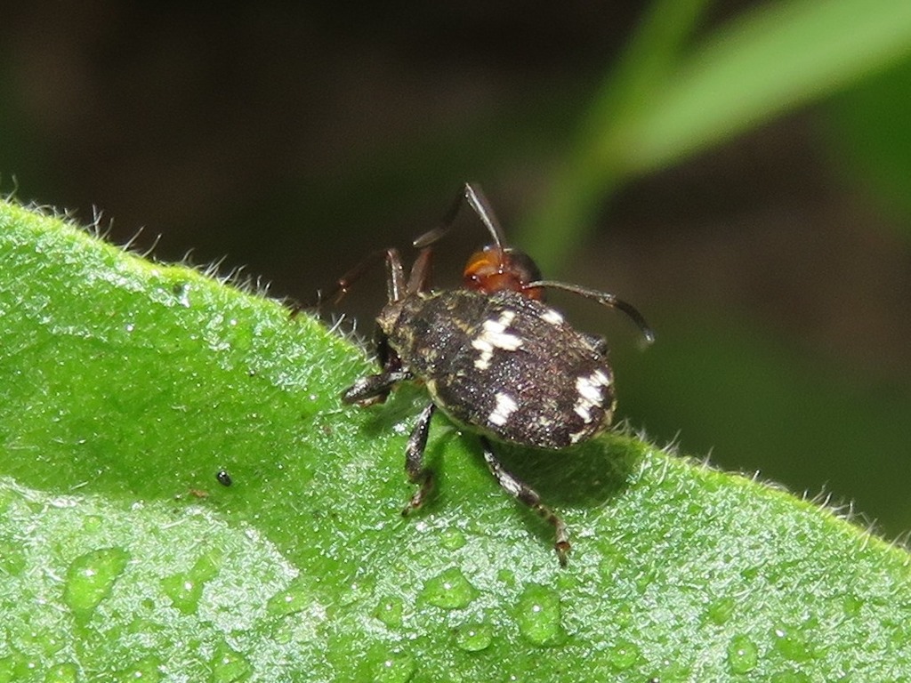 Mogulones crucifer