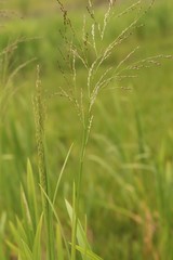 Glyceria arundinacea