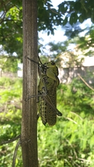 Taeniopoda citricornis