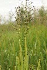 Glyceria arundinacea