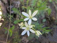 Ornithogalum baeticum