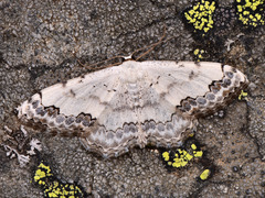 Scopula decorata