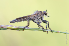 Machimus arthriticus