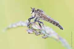 Machimus arthriticus