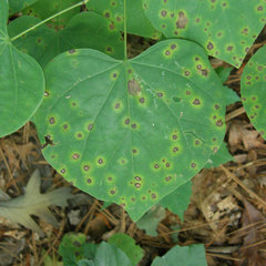 Pseudocercospora vitis