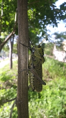 Taeniopoda citricornis