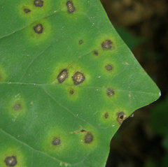 Pseudocercospora vitis