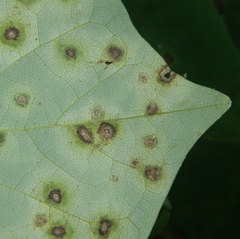 Pseudocercospora vitis
