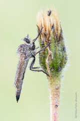 Machimus arthriticus