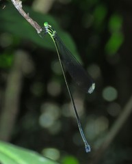 Platystigma