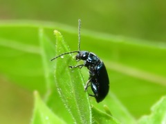 Altica oleracea