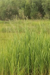 Glyceria arundinacea