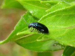 Altica oleracea