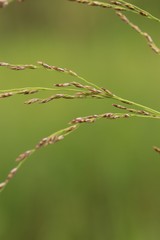Glyceria arundinacea