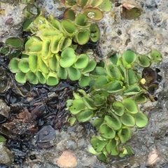Salvinia cucullata