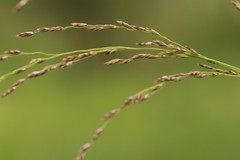 Glyceria arundinacea