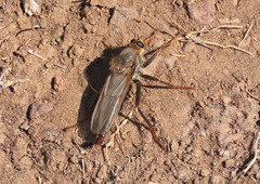 Stenopogoninae