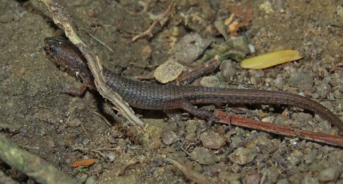 Muller's Tegu, Loxopholis percarinatum